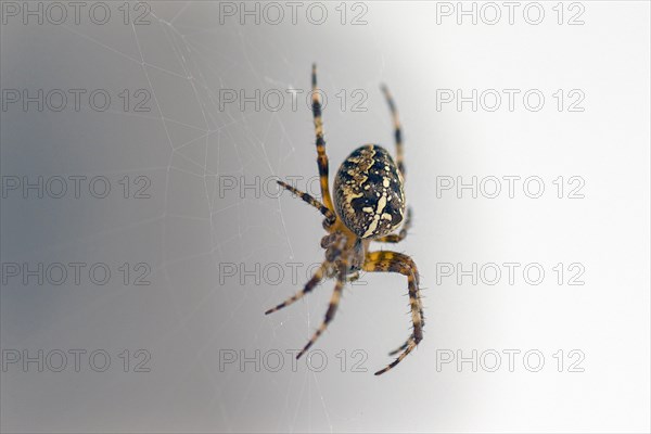 Cross spider