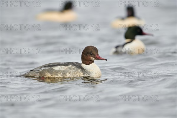 Goosander