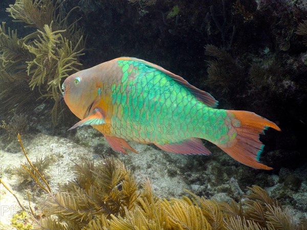 Rainbow Parrotfish