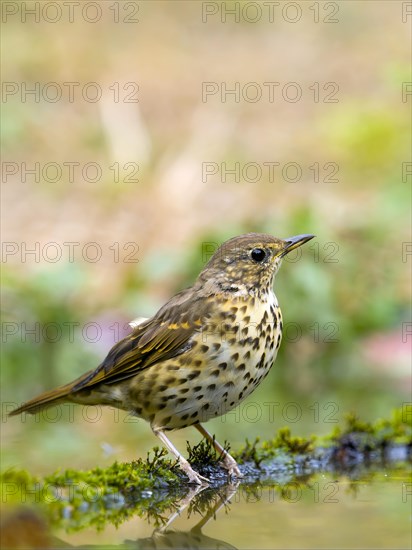 Song Thrush