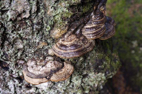 Tree fungi on a tree trunk