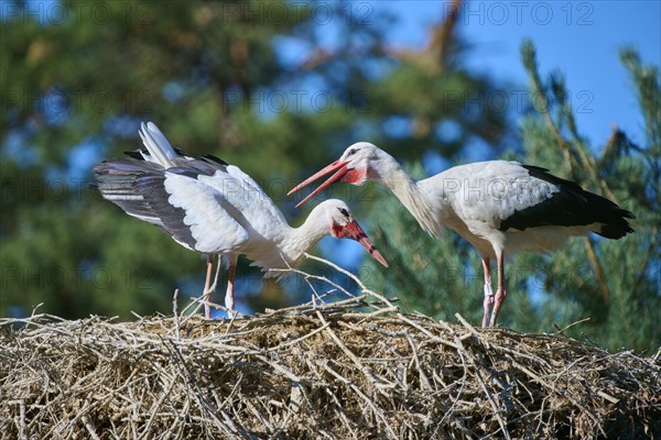 White stork