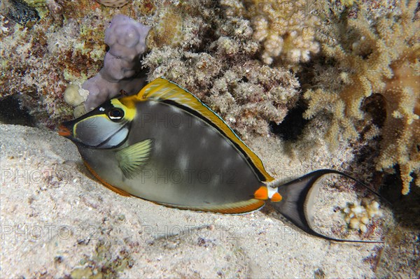 Resting Indian yellowblade surgeonfish