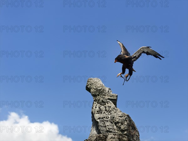 Bateleur captive