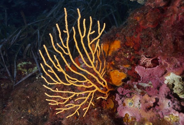 Yellow gorgonian