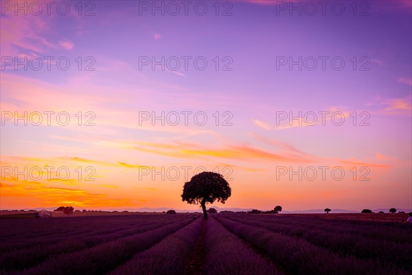 Silhouette of a tree at sunset in a lavender field