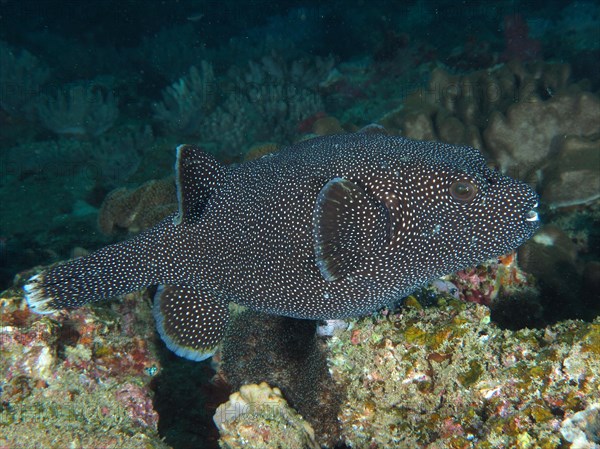 Guineafowl puffer