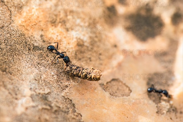 European Harvester Ant