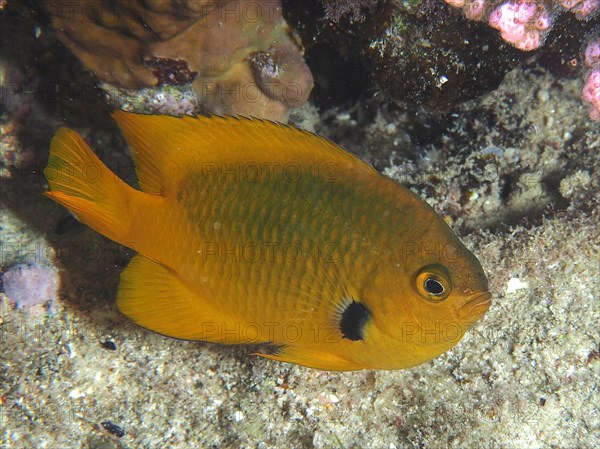 Sulphur demoiselle