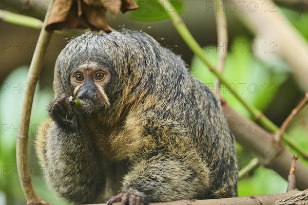 White-faced saki