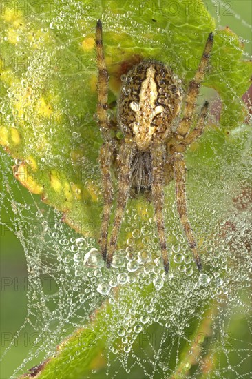 Oak leaf spider