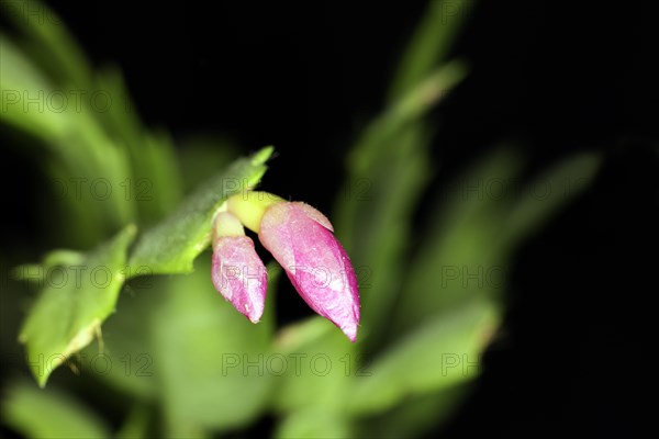 Pink bud of the Christmas cat Schlumbergera