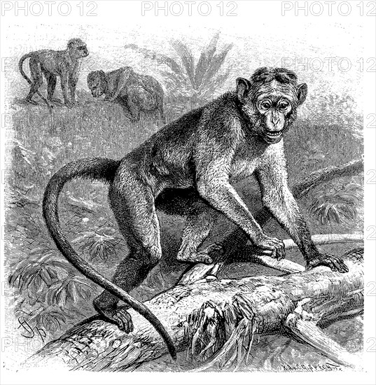 Toque macaque