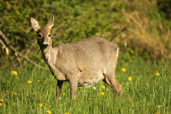 Roe deer