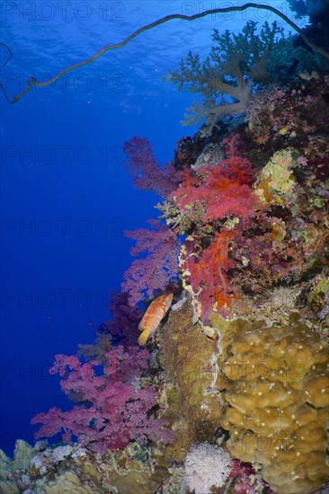 Hemprich's tree coral