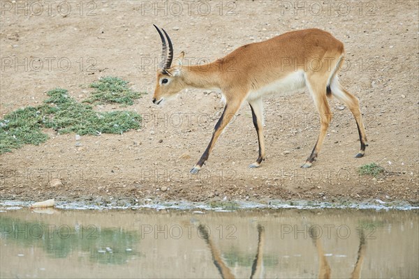 Southern lechwe