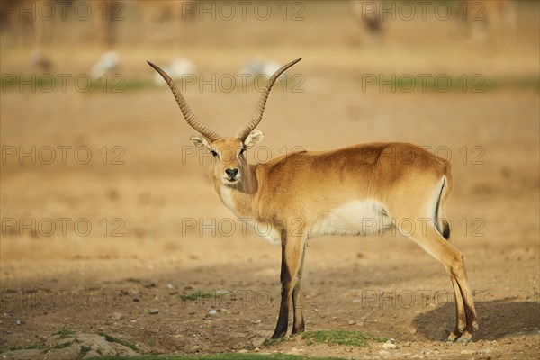 Southern lechwe