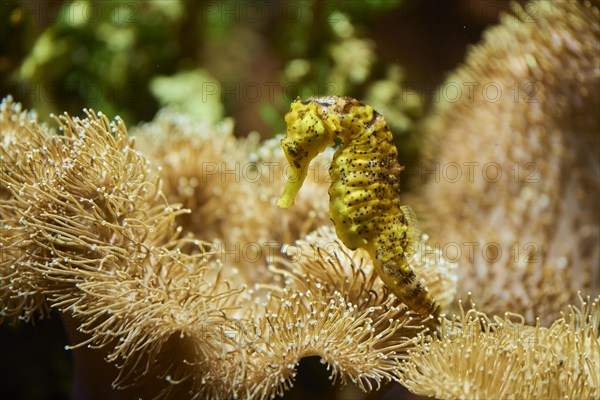 Tiger tail seahorse