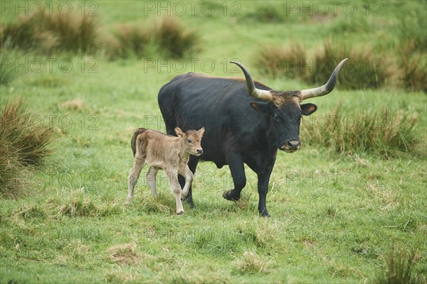 Aurochs