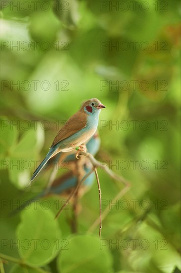 Red-cheeked cordonbleu