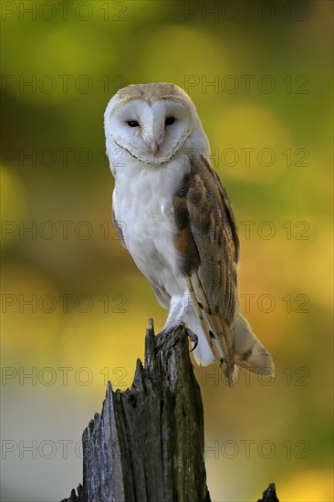Common barn owl