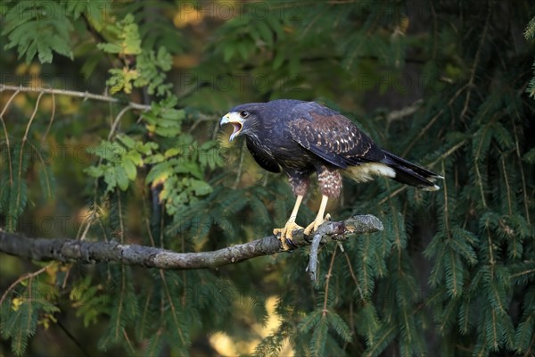 Harris's hawk