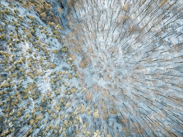 Drone image of forest in winter