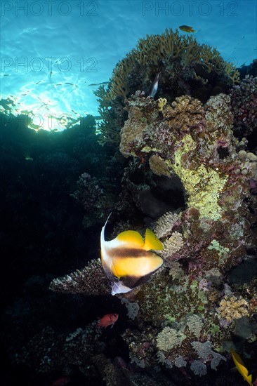 Red sea bannerfish