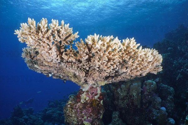 Small polyp stony coral