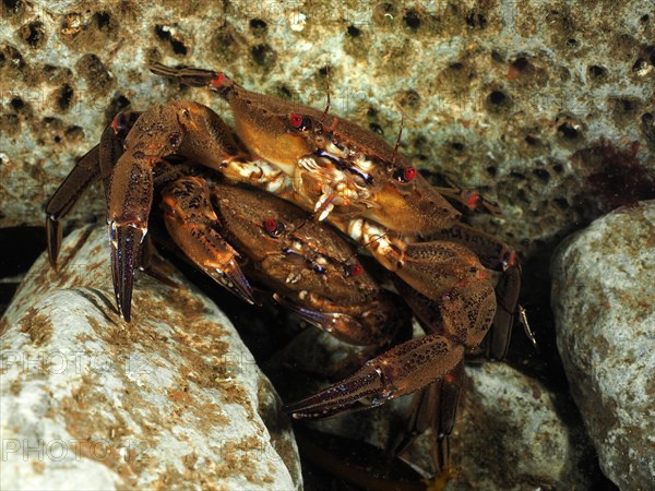 Pair of velvet crab