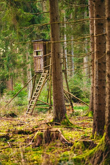 High seat in the forest