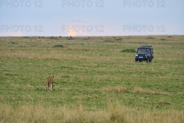 African lion