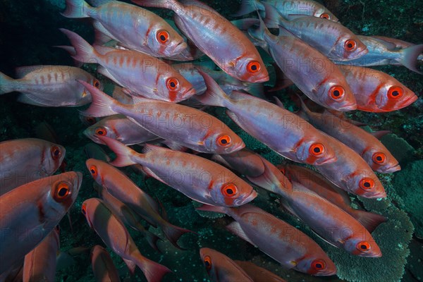 Group of common bigeye