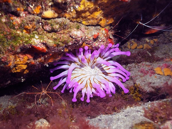 Purple club-tipped anemone