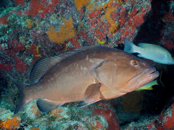 Black grouper