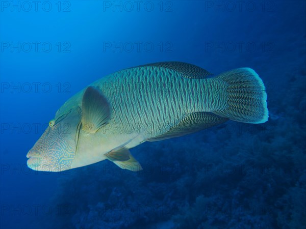 Humphead wrasse