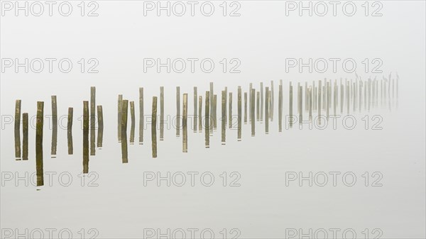 Anchor piles in the fog on autumnal Lake Duemmer