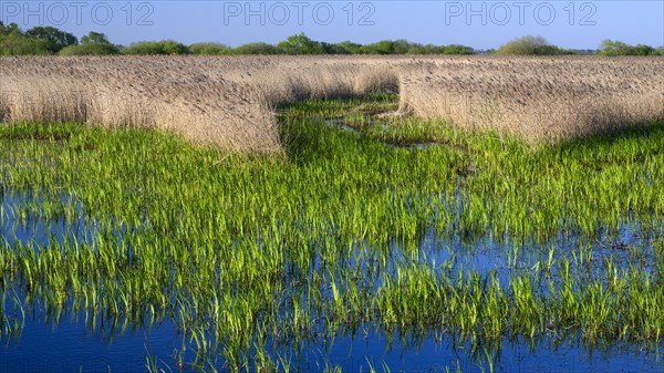 Reed on the shore of Lake Duemmer