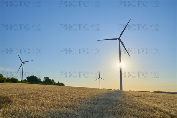 Wind turbines in grainfield at morning