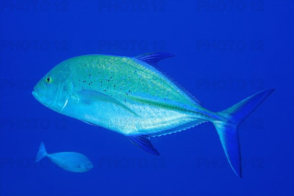 Bluefin trevally