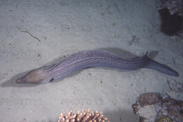 Giant Moray