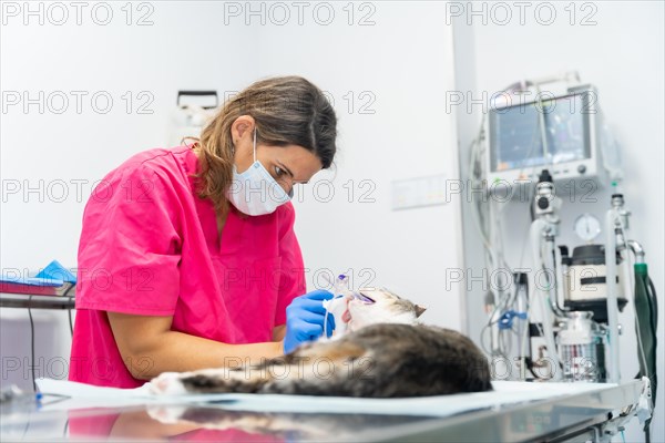 Veterinary clinic with a cat