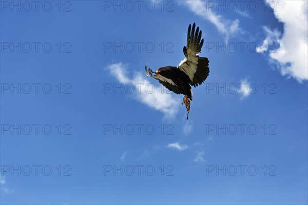 Bateleur captive