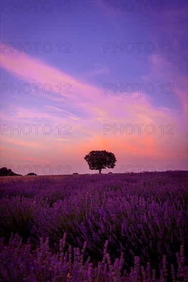 Sunset in a lavender field with a purple sky