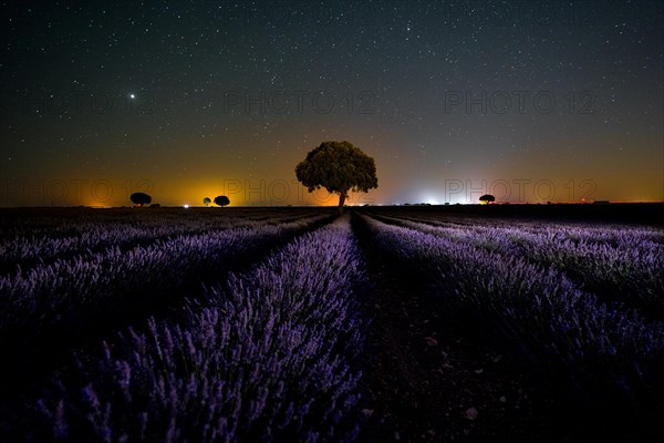 Purple flowers in the milky way in a summer lavender field