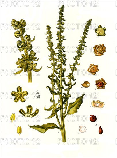 Medicinal plant