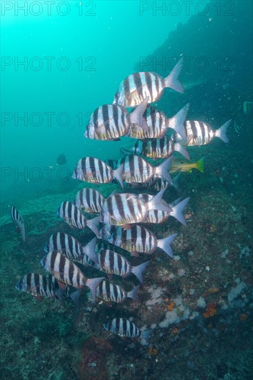 Group of zebra sea bream