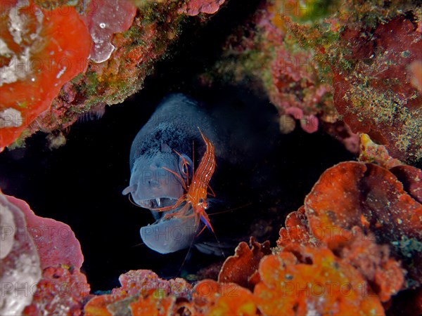 A mediterranean moray