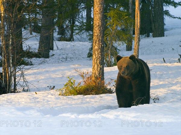 European brown bear