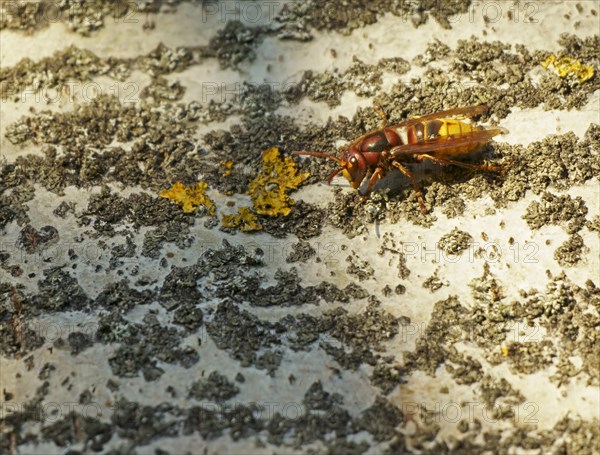 European hornet